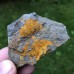 Dendrocystites barrandei